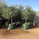 أشجار زيتوان باجميع الانوع والمقاس مع التوصيل والزرعه