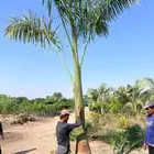 نخيل مثمر وزينه بجميع أنواعه ومقاساته المختلفه
