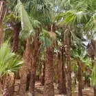 واشنطن زينه جميع المقاسات