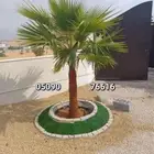 نخيل واشنطني طيب