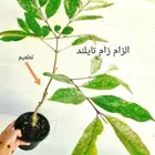 شتلات الزام زام  تايلند مبرقش  مطعمة وموزtaneeوراثةابيض نادر