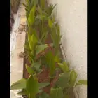 أحواض زراعيه وتنسيق حدائق