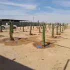 نقوم بجميع اشغال النخيل قلع غرس توردي تكريب جرد تحويص تشويك