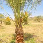 نخيل شبوك
