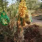 نخيل بجميع انواعه