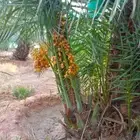 نخيل المملكه