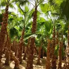 توريد وغرس نخل واشنطن زينه