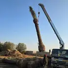 نقوم بتوريد انخيل عربي وواشنطن جميع المقاسات اتواصل
