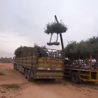 توريد وزراعة النخيل العربي والواشنطني وزيتون والبرتقال