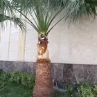 الحديقة اللي تحلم فيها... نحققها لك
