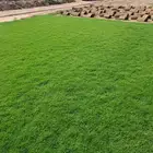 ثيل سي 2000 صافي وطبيعي جراده قولي