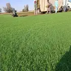 ثيل سي 2000 صافي وطبيعي جراده قولي