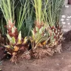 توريد جميع انواع فسايل النخيل طيبه وسعر مناسب