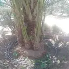 مقول شبوك وتوريدنخيل