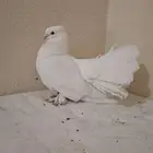 ذكر حمام رقاص