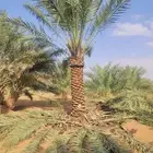مقاول شبوك ونخيل