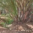 فروخ سكري و خلاص