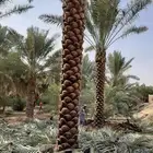 يوجد لدينا جميع انواع انخل وجميع انواع الحمضيات والبرتقال وا