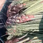 فسائل خلاص وصقعي وغيرها للبيع