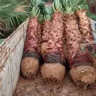 زراعه نخيل وتنسيق الحدائق الزراعة