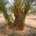 جميع انواع النخيل متوفره فسايل جثاين وشنطن