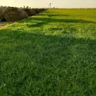 ثيل طبيعى عشب طبيعي