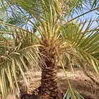زراعه النخيل وتركيب الشبوك