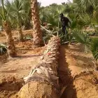 نخيل واشنطونيا زينه
