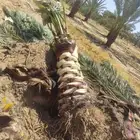 زراعة الخل وخلع النخيل