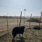 طلي نجدي جذع-9اشهور