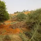 مزاىع نخل توريد وزراعه وصيانت انخل
