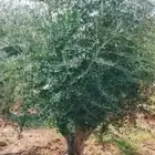 اشجار وطلح