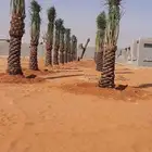 نخيل خلاص صقعي مجدول