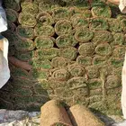 ثيل سي 2000 طبيعي