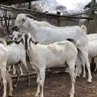 نوفر لموسم رمضان والحج باذن الله اغنام