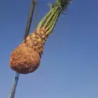 يوجد لدينا جميع انواع النخيل وجميع المقسات المثمرة وزينه