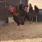 اديك العدد 10 عربي بلدي اتواصل واتساب