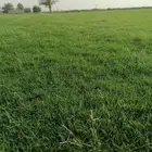ثيل انجيله طبيعي سي الفين درجه اولى شرط