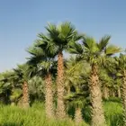 مزرعة الياسمين