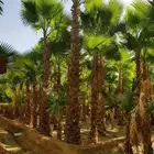 نخيل الرياض. نخل واشنطني زينه امريكي ونخل عربي مثمر