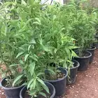 يوجد جميع الشتلات خرجي ودخلي يوجد تيل طبيعي سعر 10ريال يوجد