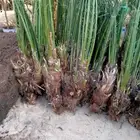 يوجد لدينا جميع انواع النخيل العربي وجميع المقاسات ويوجد لدي