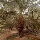 نخيل خلاص