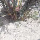 مجدول صفاوي سقعي عجوه فسايل نخيل