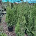 مزارع ومنسق الحدائق