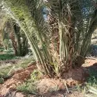 فروخ صقعي هبري احمر مطوق