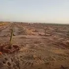 فروخ نخل للبيع