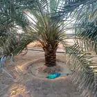 نخيل خلاص وسكري وبرحي