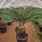 مزرعة الياسمين