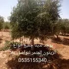 يوجد لدينا جميع انواع الزيتون المثمر لتواصل علا